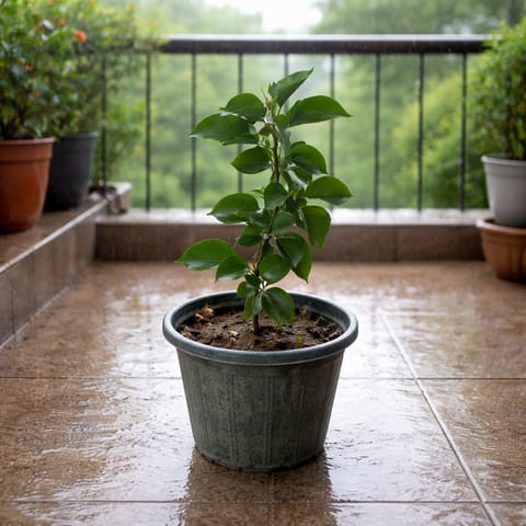 Bougainvillea (Any Color) in 6 Inch Nursery Pot
