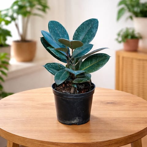 Rubber Plant in 5 Inch Nursery Pot