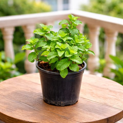 Mint in 5 Inch Nursery Pot