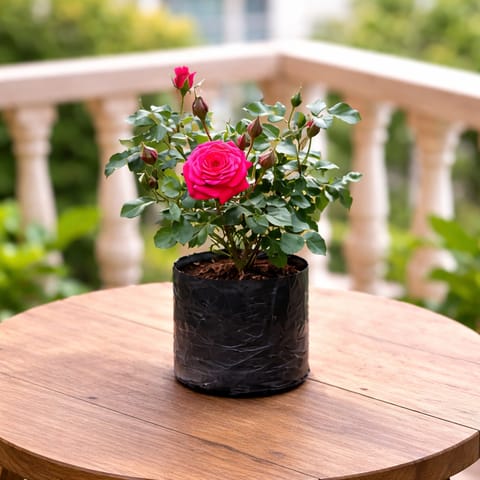 Desi Red Rose in 6 Inch Nursery Bag