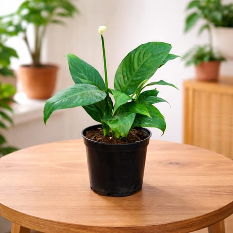 Peace Lily White in 4 Inch Nursery Pot