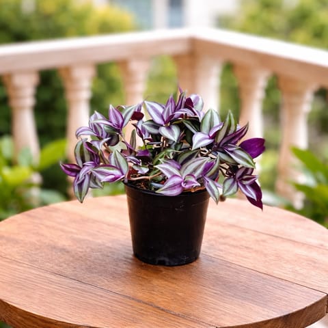 Wandering Jew in 4 Inch Nursery Pot