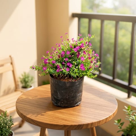 Cuphea / False Heather ( Any Colour) in 4 Inch Nursery Bag