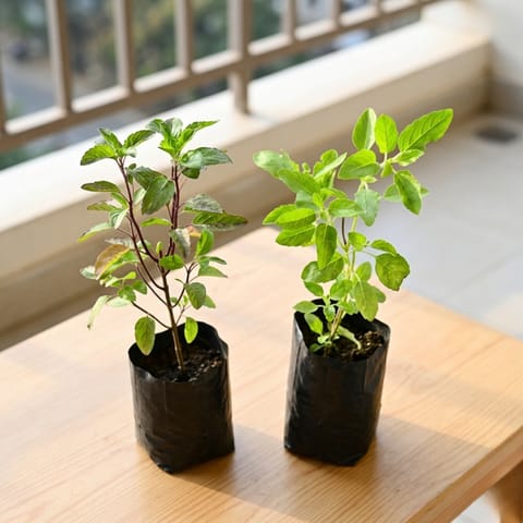 Tulsi Parampara Pack - Set of 2 - Tulsi (Rama & Shyama) in 4 Inch Nursery Bag