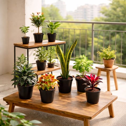 Sun & Blooms: Outdoor Green Combo  | Set of 8 Outdoor Plants