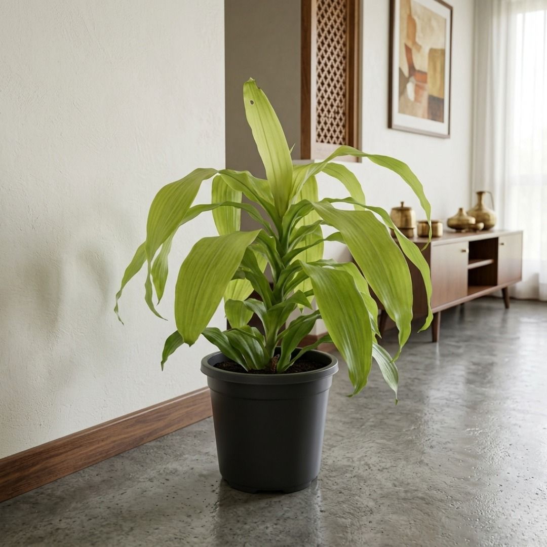 Dracaena Limelight in 8 Inch Black Nursery Pot