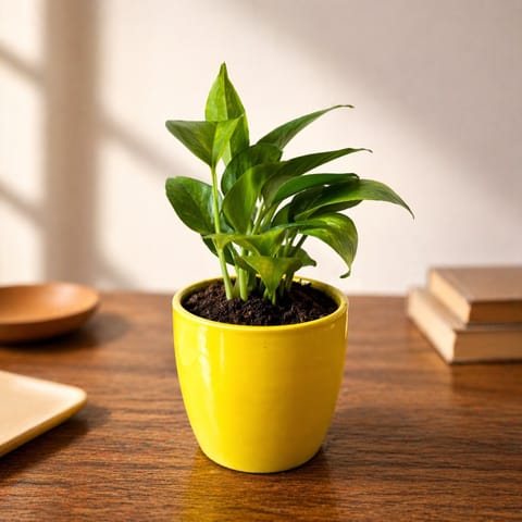Money Plant Green in 4?Inch Sunshine Yellow Pixel Cup Ceramic Planter