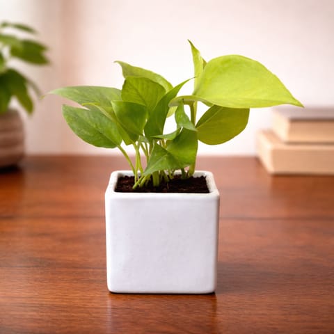 Money Plant Golden in 4 Inch White Glossy Crest Square Ceramic Planter