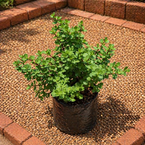 Lucky for Wealth - Jade / Elephant Bush in 8 Inch Nursery Bag