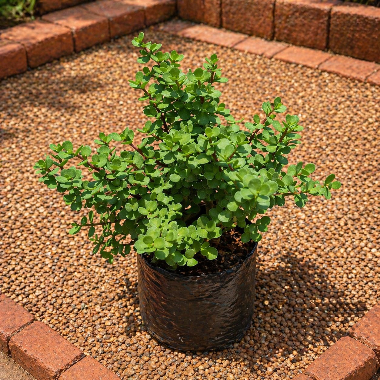 Lucky for Wealth - Jade / Elephant Bush in 8 Inch Nursery Bag