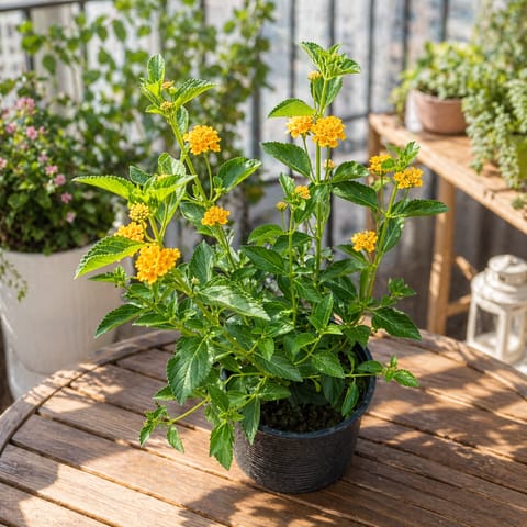 Lantana Yellow in 8 Inch Nursery Pot