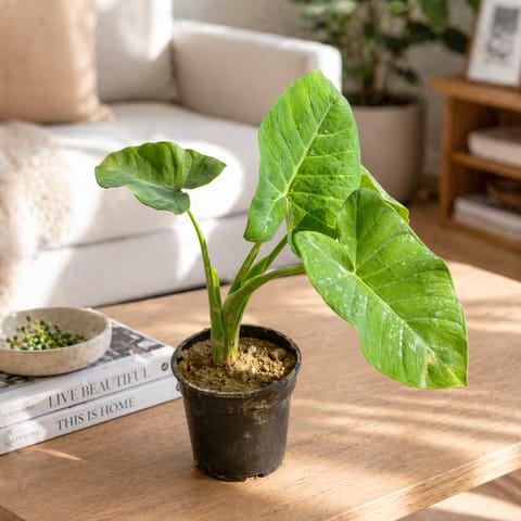 Alocasia Giant Taro in 6 inch Nursery pot