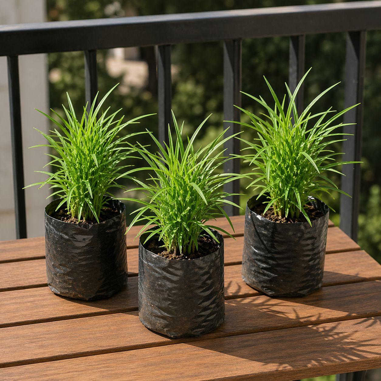 Set of 3 - Kochia in 4 inch Nursery bag