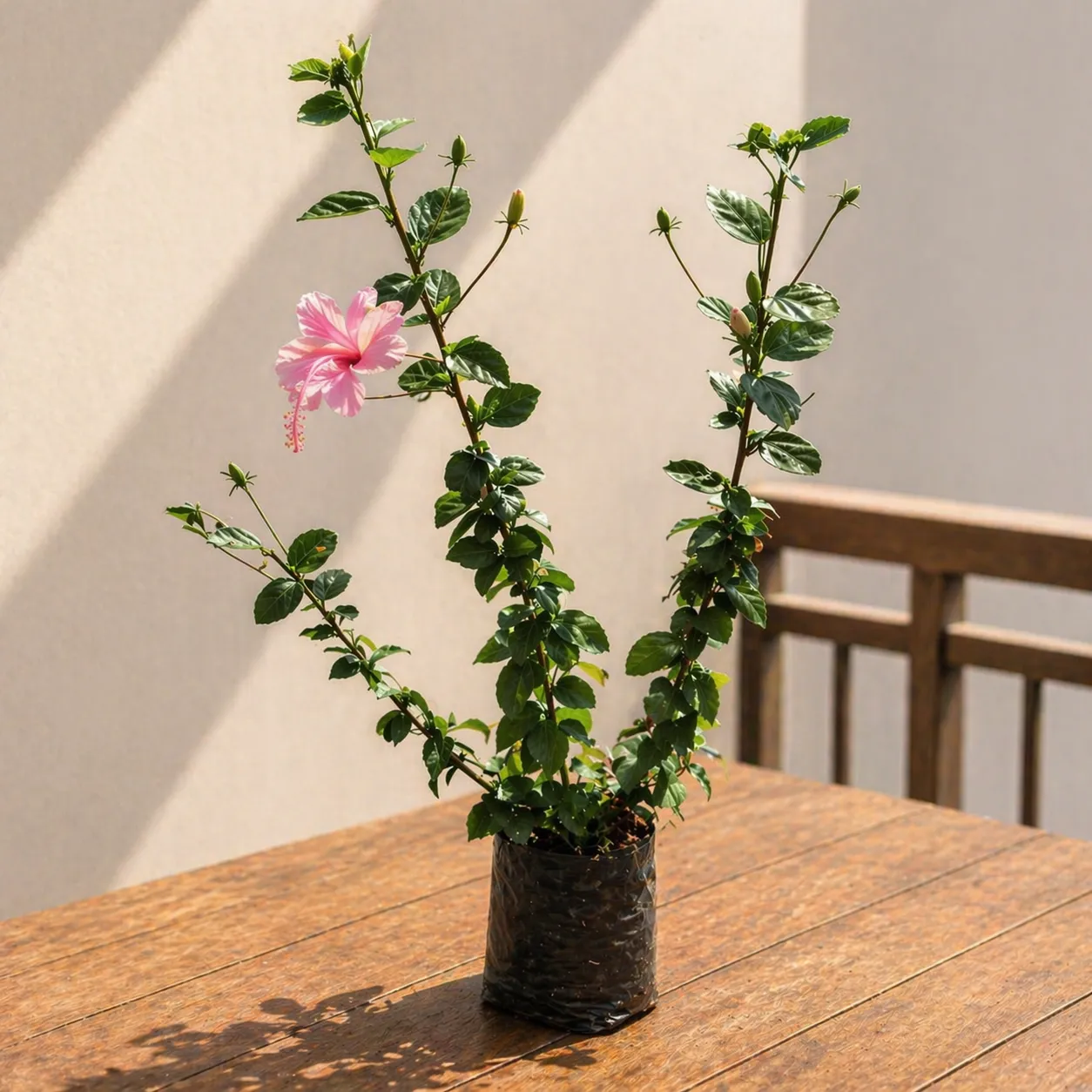 Hibiscus / Gudhal Desi (any colour) in 4 Inch Nursery Bag