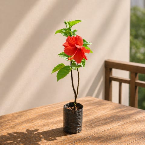 Hibiscus / Gudhal Desi (any colour) in 4 Inch Nursery Bag