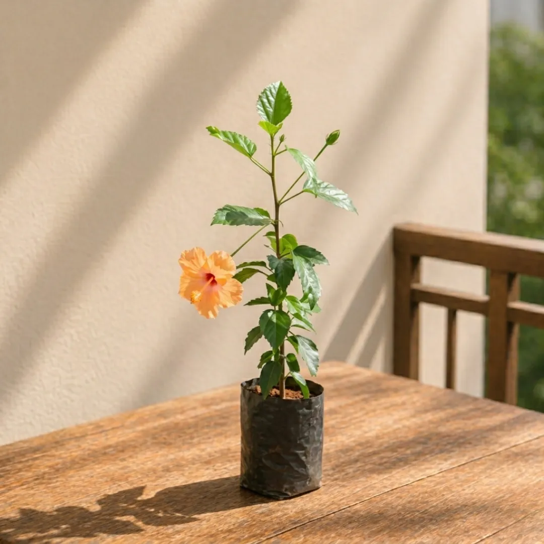 Hibiscus / Gudhal Desi (any colour) in 4 Inch Nursery Bag