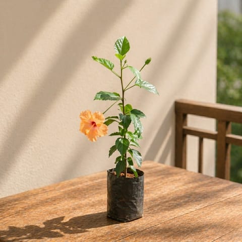 Hibiscus / Gudhal Desi (any colour) in 4 Inch Nursery Bag