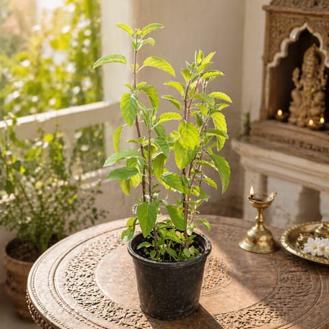 Tulsi (3 in 1) in 6 Inch Nursery Pot