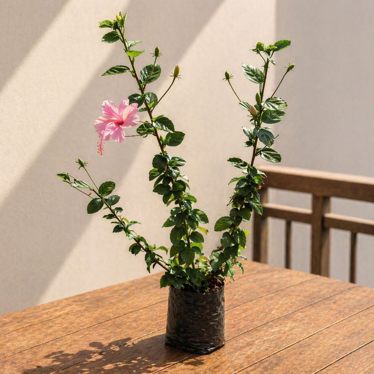 Hibiscus / Gudhal Desi (any colour) in 4 Inch Nursery Bag