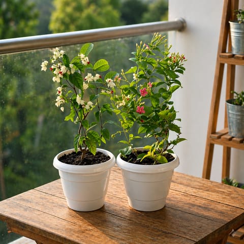 Twinning Climber Duo: Set of 2 - Bleeding Heart & Madhu Malti in 8 Inch White Classy Plastic Pot