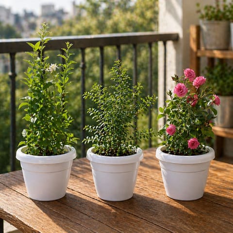Fragrant Balcony Garden: Set of 3 - Button Rose (any color), Mogra/ Jasmine, Chameli in 8 Inch White Classy Plastic Pot