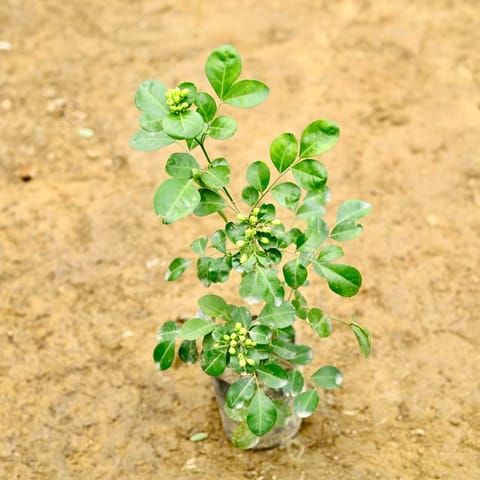 Madhu Kamini / Murraya (any colour) in 4 Inch Nursery bag