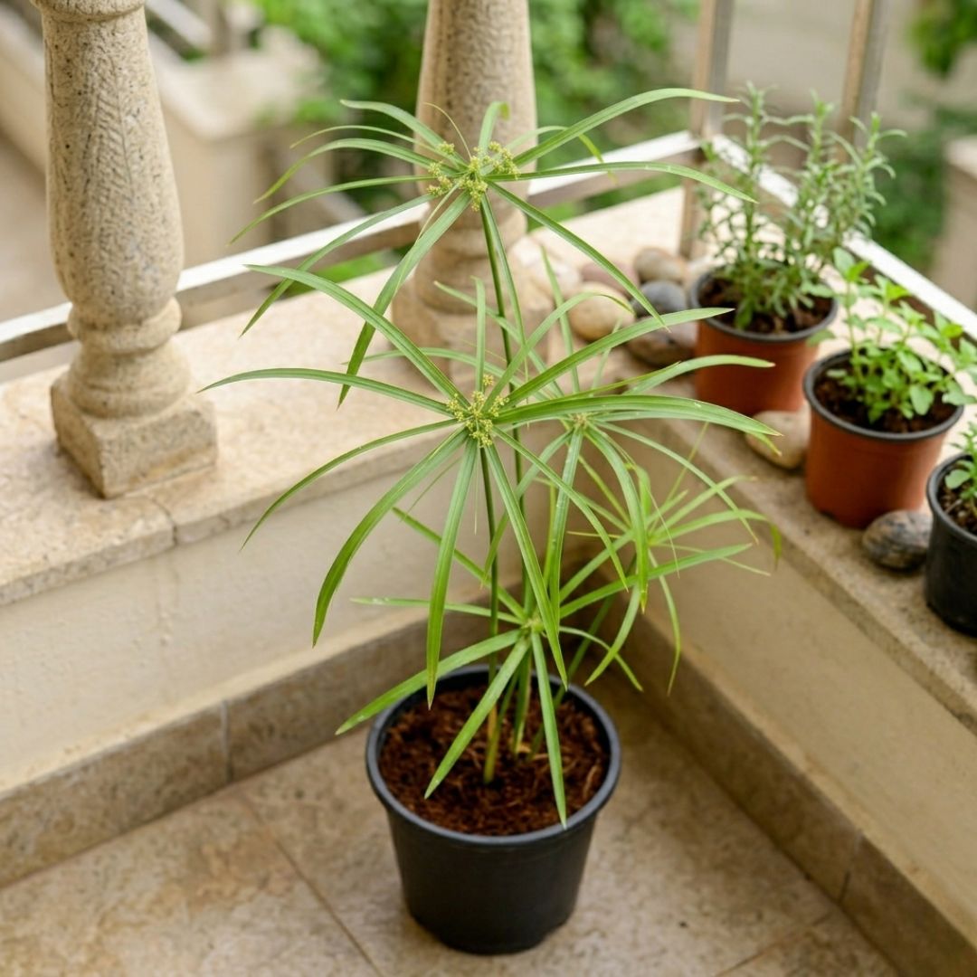 Umbrella Palm in 6 Inch Nursery Pot | Tropical Foliage Plant