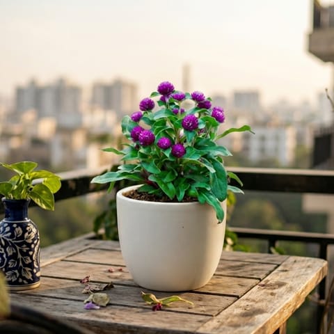 Gomphrena Plant in 4 Inch White Classy Cup Ceramic Pot | Outdoor Flowering Plant
