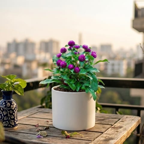 Gomphrena Plant in 4 Inch White Classy Cylindrical Ceramic Pot | Summer Flowering