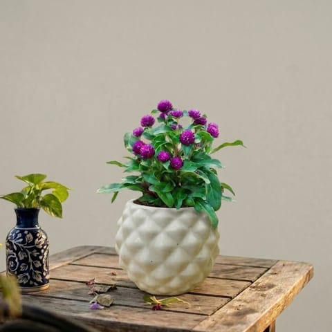 Outdoor Bloom: Gomphrena Plant in 4 Inch Classy White Pineapple Textured Ceramic Pot