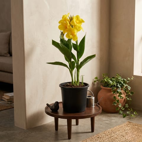 Sunset Glow: Canna lily in 8 Inch Black Nursery Pot