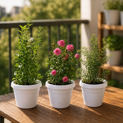 Fragrant Balcony Garden: Set of 3 - Button Rose (any color), Mogra/ Jasmine, Chameli in 8 Inch White Classy Plastic Pot