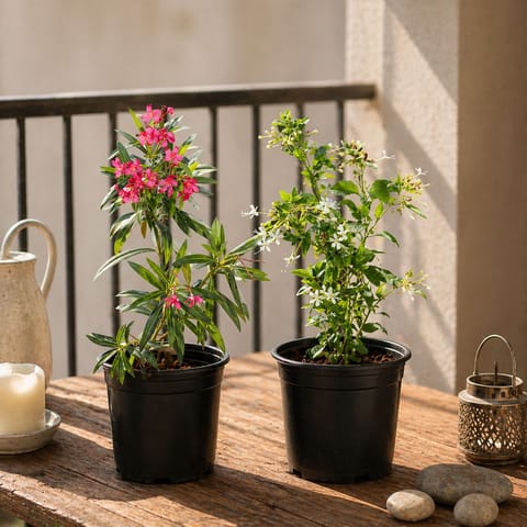 Floral Muse: Set of 2- Kaner/ Oleander (any color) & Juhi/ Jasmine in 6 inch Black Nursery Pot
