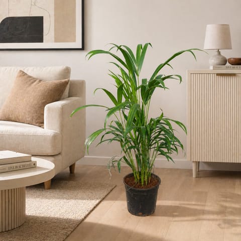 Areca Palm (~ 2 Ft) In 6 Inch Nursery Pot