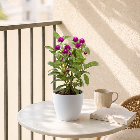 Gomphrena (any colour) in 4 Inch White Orchid Round Plastic Pot