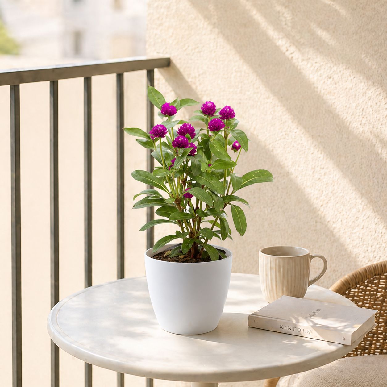 Gomphrena (any colour) in 4 Inch White Orchid Round Plastic Pot