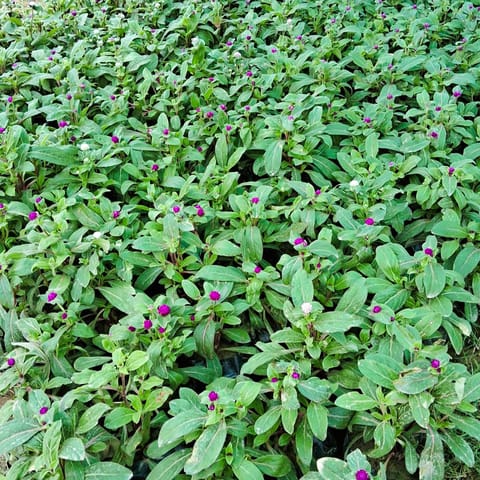 Set of 3 - Gomphrena (any colour) in 4 Inch Nursery Bag