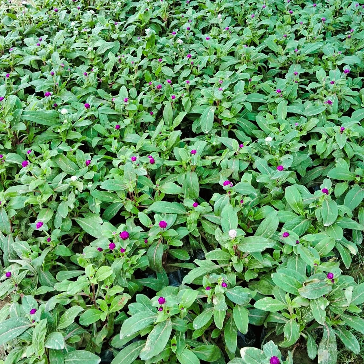Set of 3 - Gomphrena (any colour) in 4 Inch Nursery Bag