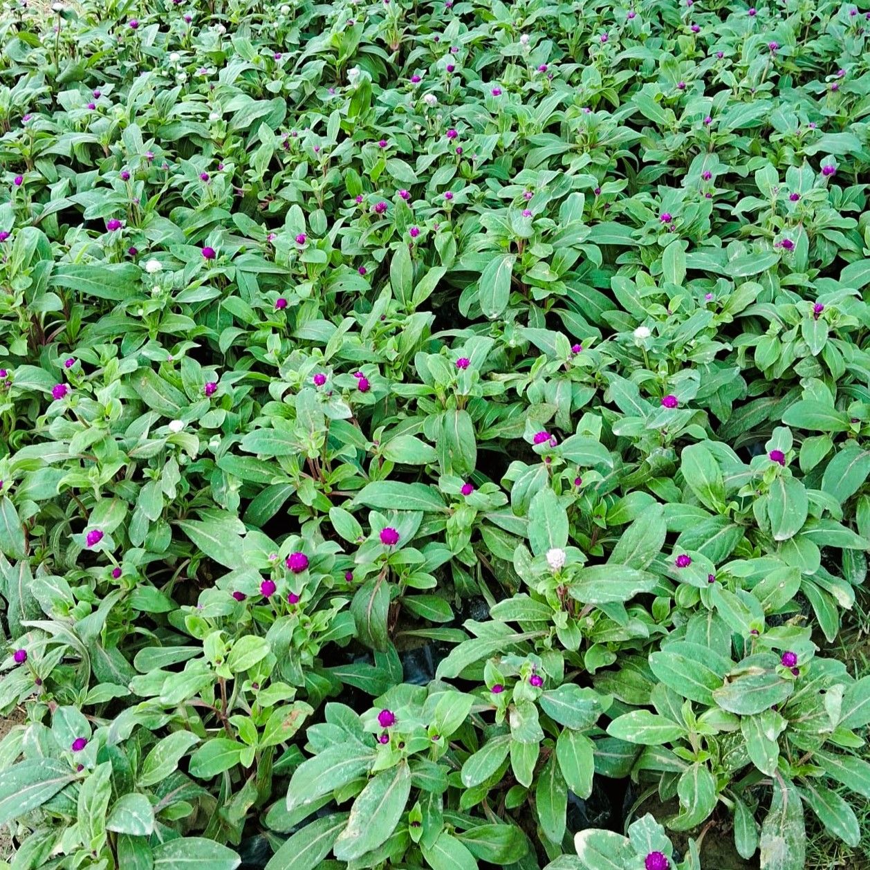 Set of 3 - Gomphrena (any colour) in 4 Inch Nursery Bag