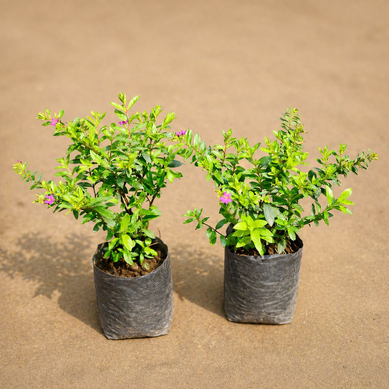 Set of 2 - Cuphea / False Heather (Any Colour) in 4 Inch Nursery Bag