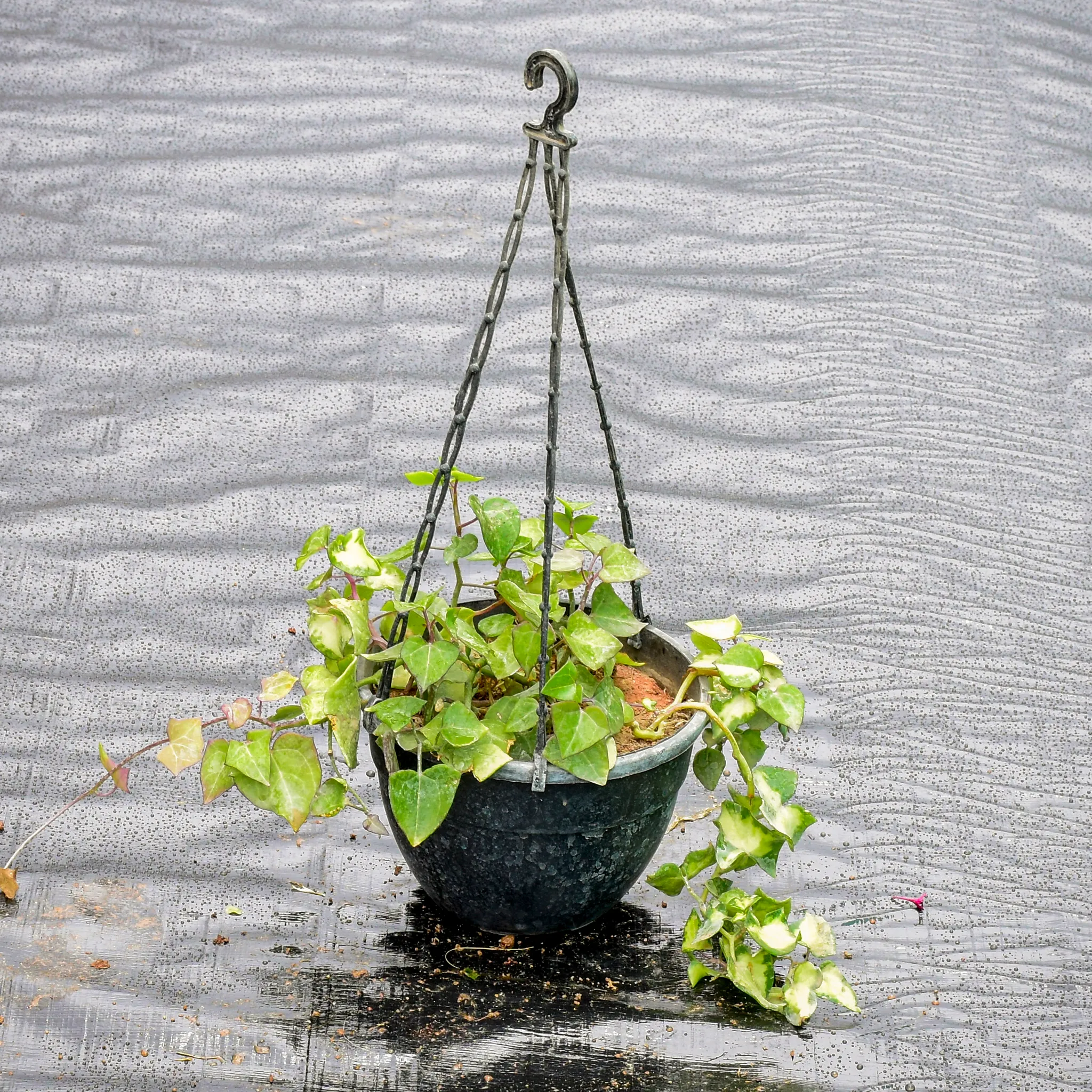 English Ivy Succulent in 6 Inch Hanging Pot