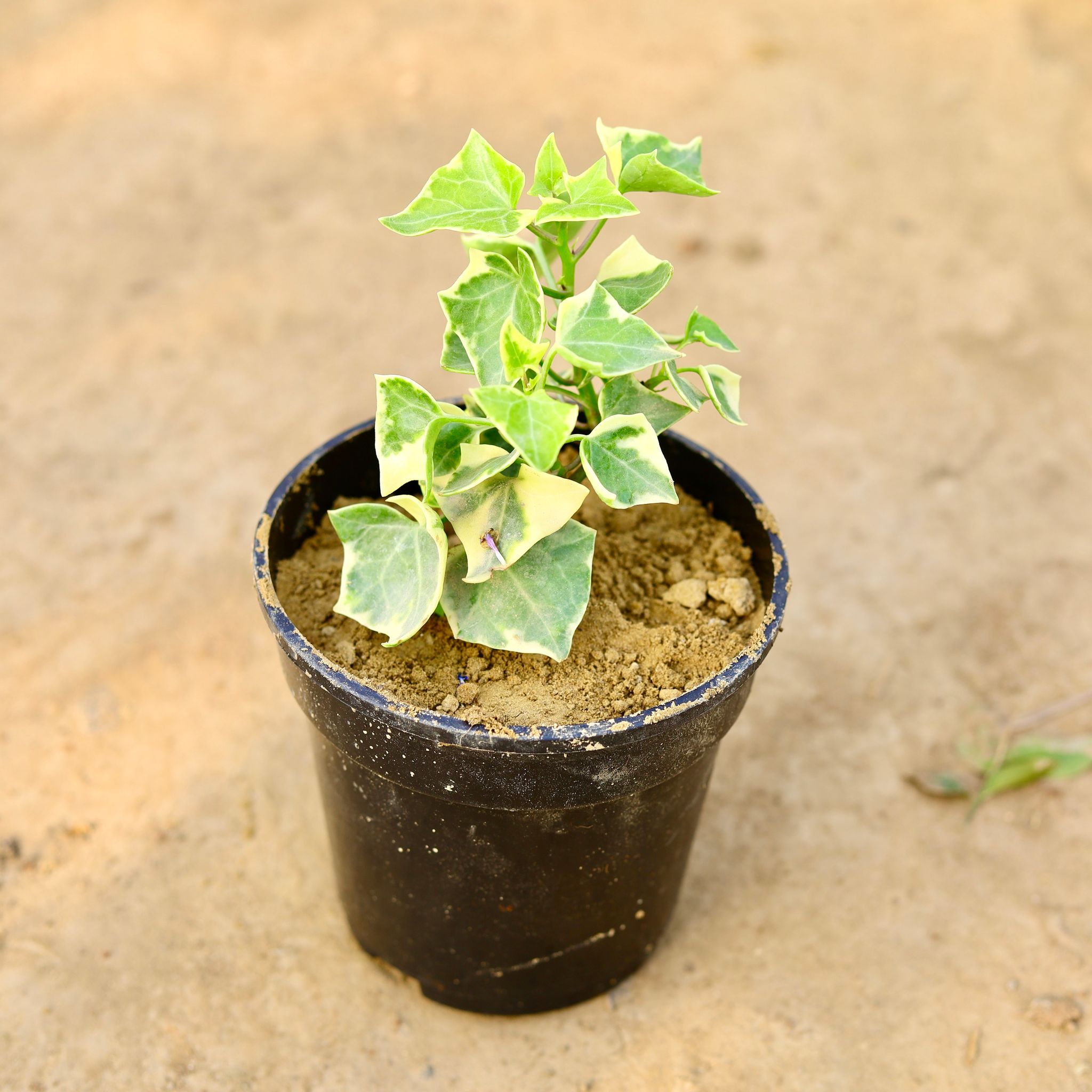 English Ivy in 5 Inch Nursery Pot