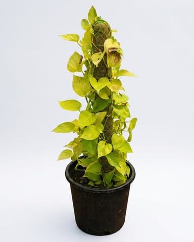Money Plant Golden with 3 ft Moss Stick in 10 Inch Live Plant Nursery Pot