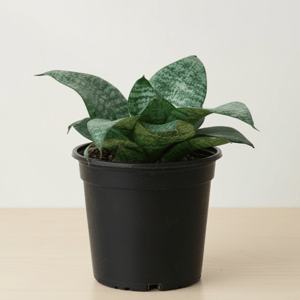artificial succulent plants bulk Bulk 20 Styles 5" Artificial Succulent Potted Plants for Bathroom Home  Table Decor Wholesale