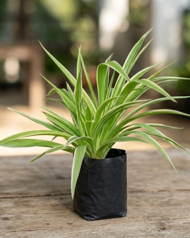 Air Purifier Spider Plant in 4 Inch Nursery bag