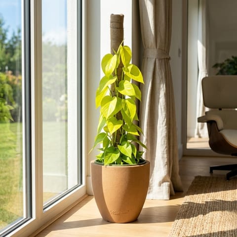 Oxycardium Golden with 3 Ft Moss Stick in 12 X 12 Inch Sandstone Premium Convessa Fiberglass Planter