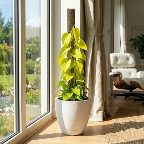 Oxycardium Golden with 3 Ft Moss Stick in 12 X 12 Inch White Premium Convessa Fiberglass Planter