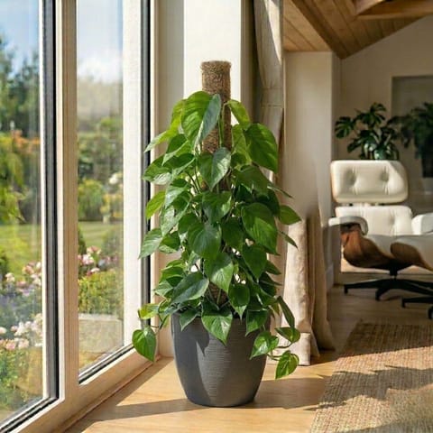 Oxycardium Green with 3 Ft Moss Stick in 12 X 12 Inch Grey Premium Orbis Fiberglass Planter