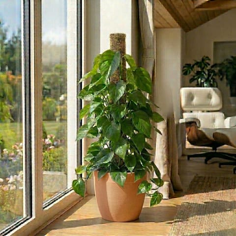 Oxycardium Green with 3 Ft Moss Stick in 12 X 12 Inch Sandstone Premium Orbis Fiberglass Planter