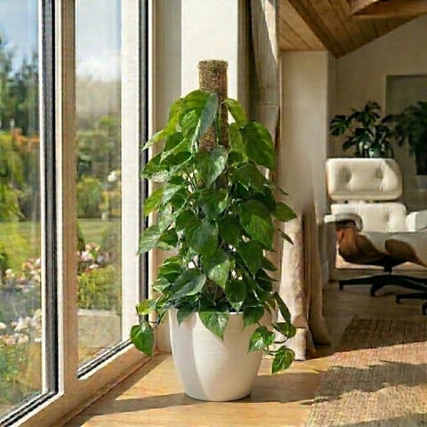 Oxycardium Green with 3 Ft Moss Stick in 12 X 12 Inch White Premium Orbis Fiberglass Planter